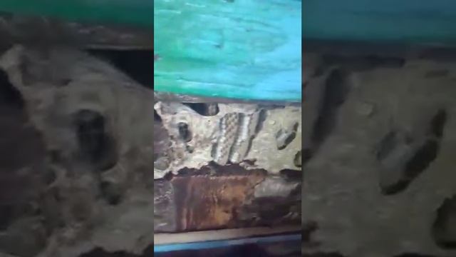 Избавляемся от осиной колонии смотреть онлайн