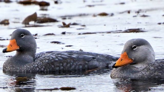 Chatham Island duck - New Zealand Bird of the Week смотреть онлайн