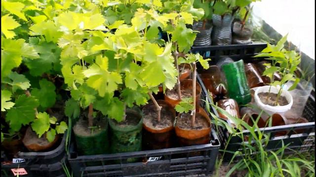 Саженцы для желающих ,на осень . Сорта .