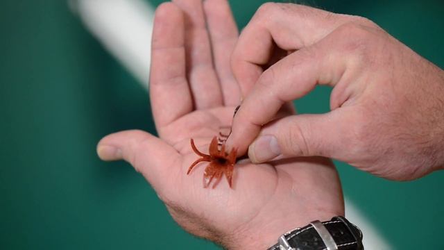 Hollow Shrimp Gulp! Alive! Bait: Best for In shore Fish смотреть онлайн