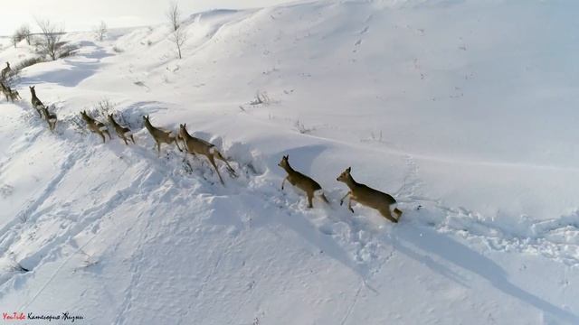 Косули возле деревни | Групповой образ жизни косули в зимнее время смотреть онлайн