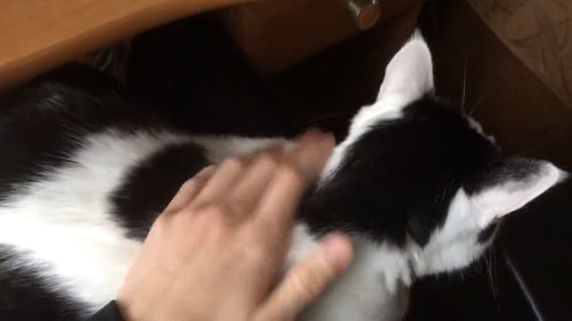 Барсик Мурманск смотреть онлайн