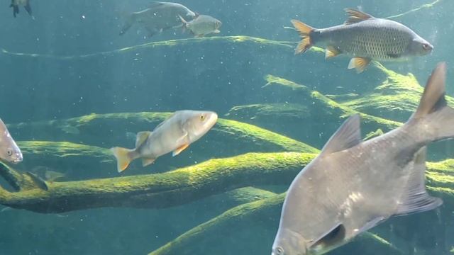 Vienna zoo or schonbrunn zoo смотреть онлайн