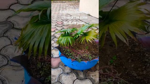 Livistona chinensis, the Chinese fan palm or fountain palm, is a species of subtropics #plants #tre смотреть онлайн