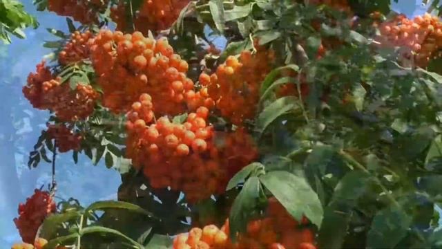 Иван Суриков "Рябина" смотреть онлайн