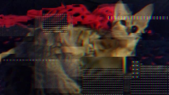 Саванна - всё о породе кошки смотреть онлайн