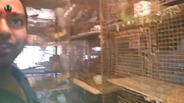 EXOTIC BIRDS SUCCESSFUL BREEDER MANAS DA SETUP VISIT | JAVA BREEDING PROGRESS | 6TH MARCH 2022 VISI смотреть онлайн