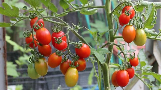 Сорт - "БУРЖУАЗНЫЙ ПРИНЦ". Томаты от Фёдора. смотреть онлайн