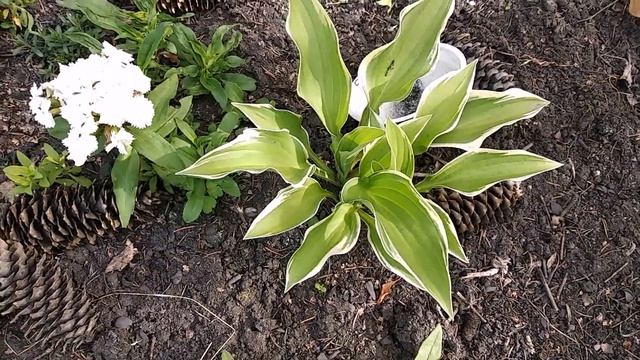 #РОЗЫ#ГОРТЕНЗИЯ#ЛАБАЗНИК#ОБЗОР. ЧАСТЬ 2. смотреть онлайн