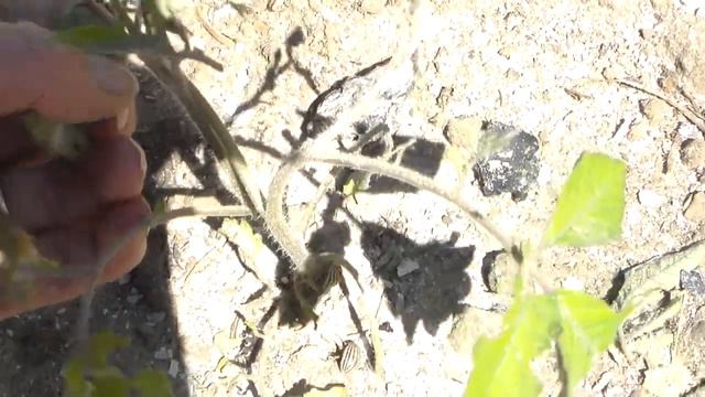 На томаты напал колорадский жук. Проводим эксперимент. смотреть онлайн