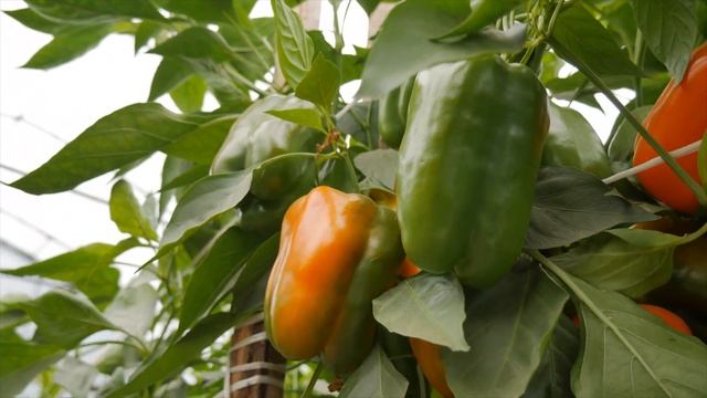 Семена_Перцы_Янтарный бык_Гавриш