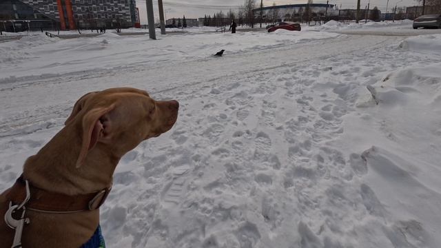 В регулярный СПОРТ с Питбуль-Лишной?? смотреть онлайн