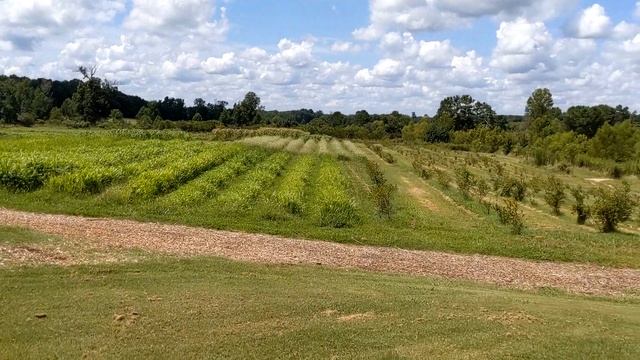 Honeywood Farms смотреть онлайн