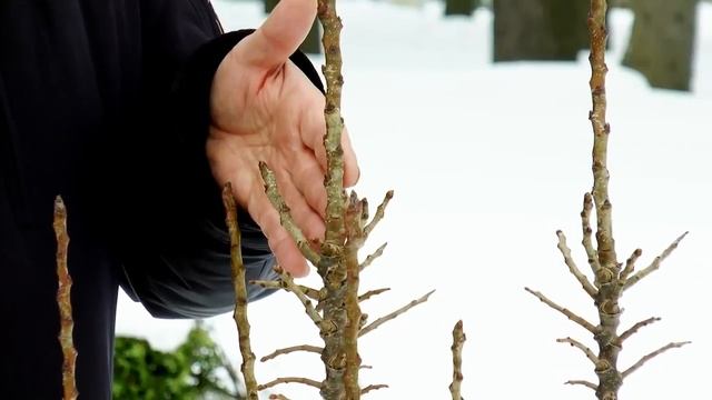 Бывают ли колонновидные груши? смотреть онлайн