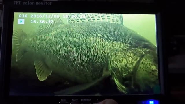 Здоровенные судаки смотреть онлайн