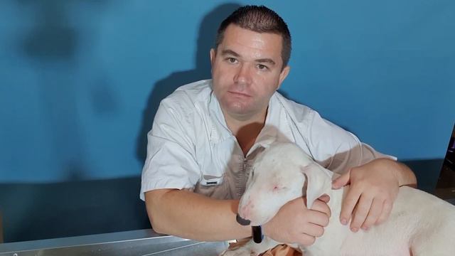 Собачьи закулисные