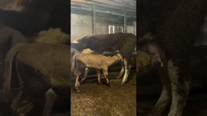 Как приучить корову к чужому теленку