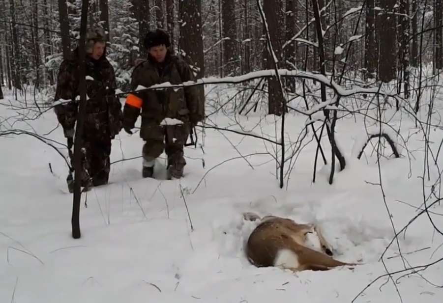 Вторая косуля Охота на косулю Самец косули без рогов смотреть онлайн