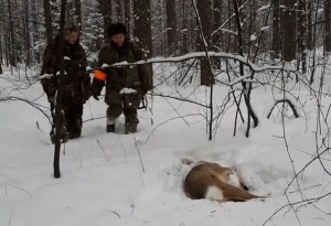 Вторая косуля Охота на косулю Самец косули без рогов