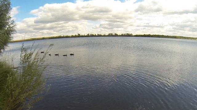 Ручной белый амур 10 кг.