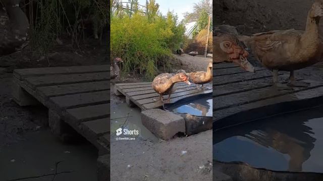 Индоутки ,, красный бык"