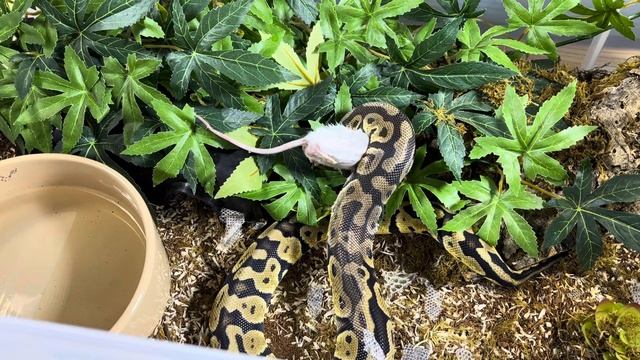 SUSHI | Royal Python | #strike #highlight (23.10.23) смотреть онлайн