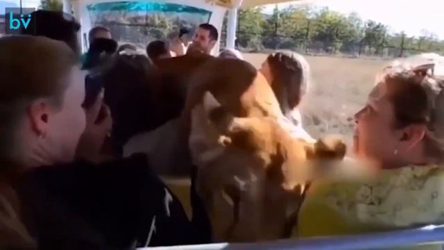 Парк львов Тайган Крым. смотреть онлайн