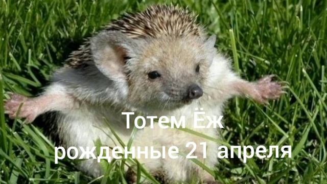 Тотем Ёж рождённые 21 апреля смотреть онлайн