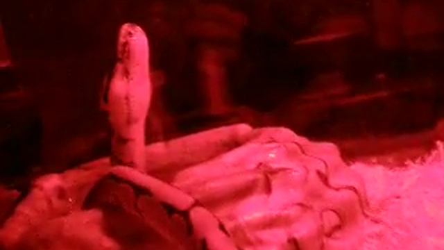 MoJo's first night under heat lamp смотреть онлайн