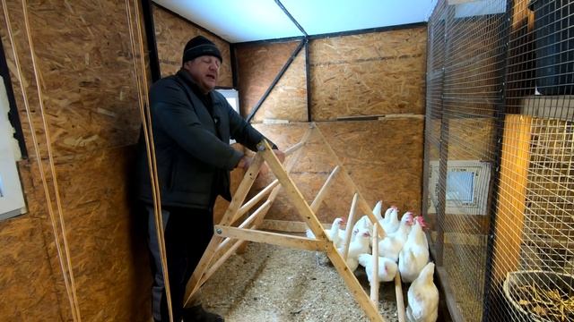 Насест для кур не так уж прост! смотреть онлайн