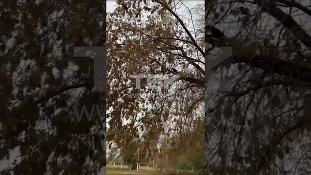 Вороны напали на сову в Красноярске смотреть онлайн