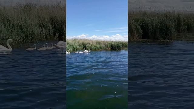 Спасение птенца лебедя из браконьерской сети.Часть2 смотреть онлайн