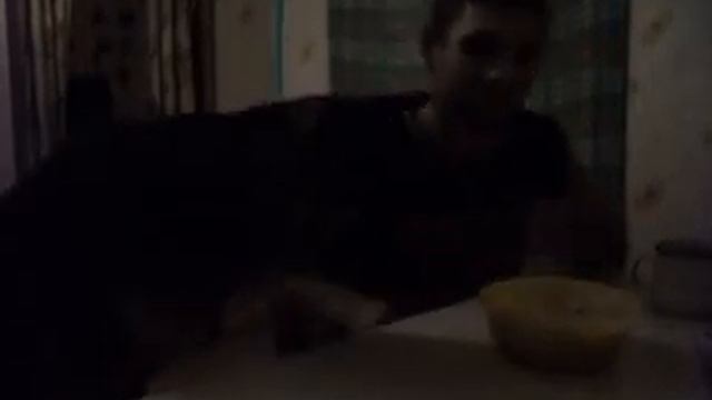 собачья жизнь ,собака не лает,не кусает ,смешное видео,Ржака ) Воспитанная собака ;)очень смешно! смотреть онлайн