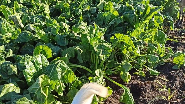 Помощь в уборке свеклы смотреть онлайн