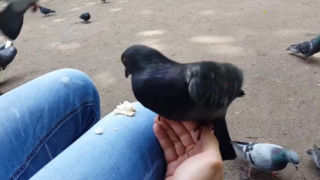 ГОЛУБИ И ВОРОБЬИ ЕДЯТ ИЗ РУК смотреть онлайн