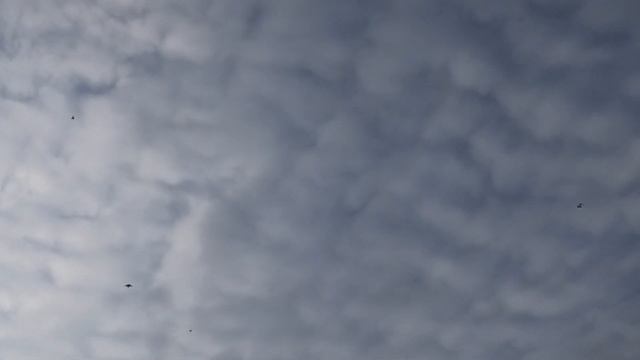 Гоняем полигонных голубей! смотреть онлайн