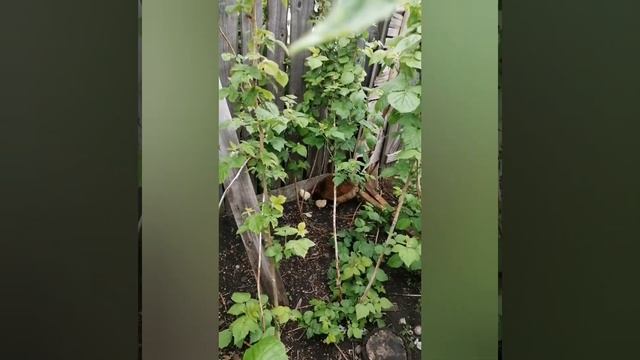 Курица в первый раз вывела нам цыплят