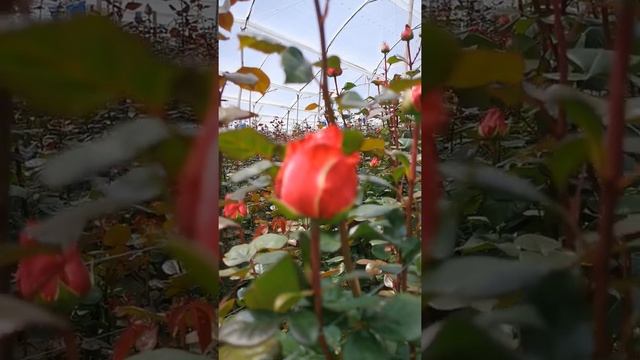 сорт роз Игуазу на Эквадорской плантации. Интерфлоралогистик ?? смотреть онлайн