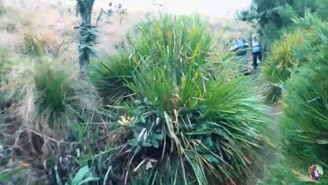 Trip to Horton Plains National Park, Sri Lanka смотреть онлайн