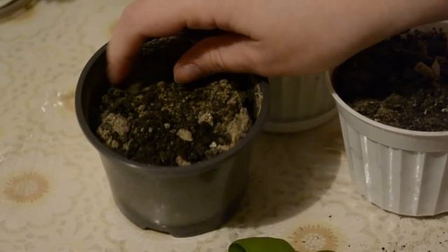 Что делать с Гиацинтом и Крокусами после цветения смотреть онлайн