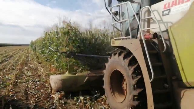 Уборка кукурузы на силос 2021 смотреть онлайн