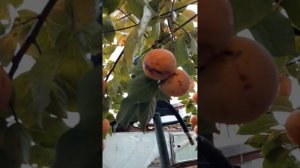 Почему опала завязь хурмы?