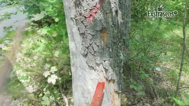 Смертельное проклятье на мёртвое дерево смотреть онлайн