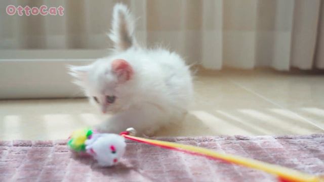 짧은 다리가 너무 귀여운 아기 고양이 슈슈 смотреть онлайн