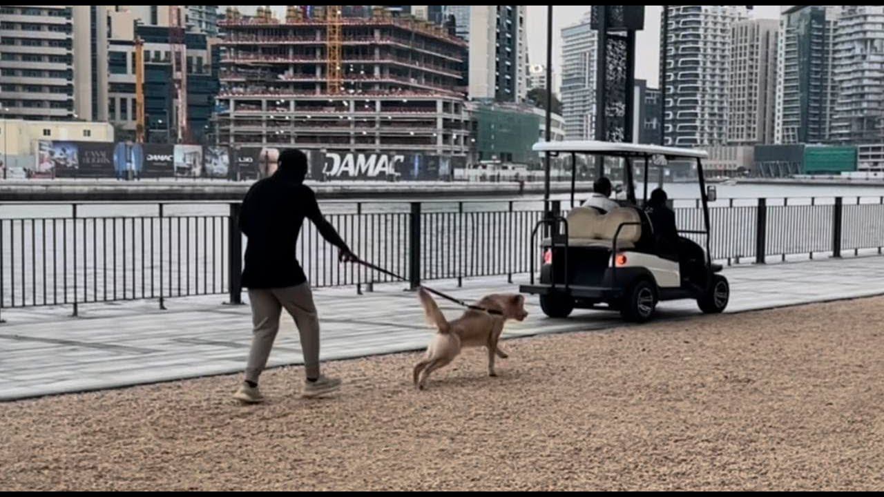 Собаки везде собаки (Лабрадор) смотреть онлайн