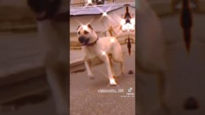 Эдиты про собак