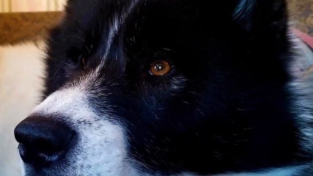 Canadian Eskimo Dog - TOP 10 Interesting Facts смотреть онлайн