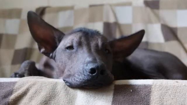 Сполохи. Блоха. Собачий блюз. смотреть онлайн