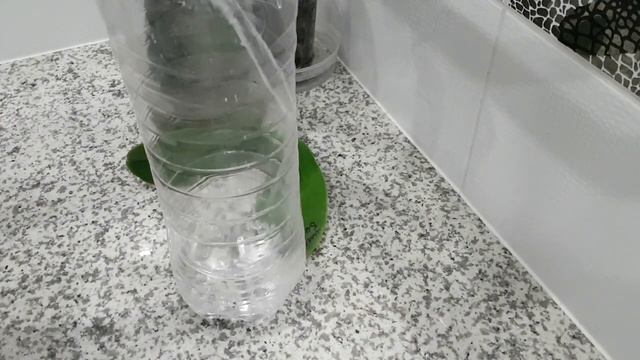 Белая орхидея на реанимацию в бутылку + жду детку от её пенька. Результат реанимации черной миди смотреть онлайн