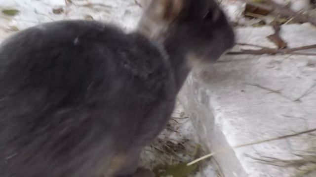 Пополнение кролики РЕКС смотреть онлайн